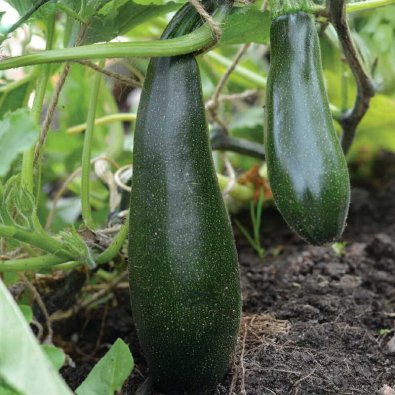 Kletter-Zucchini 'Ola Escaladora' Organic