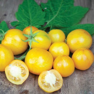 Cherrytomate 'Tigerette Cherry'