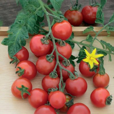Tomate 'Gardener´s Delight'