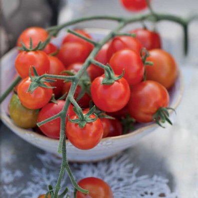 Cherrytomate 'Sweetbaby'
