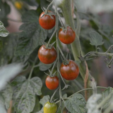 Tomate 'Bronzy' Organic