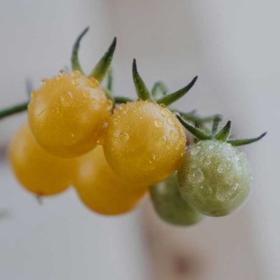Tomate 'Golden Currant'