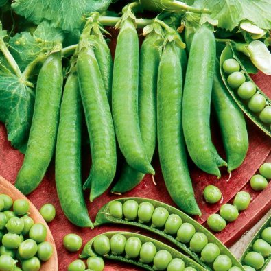 Markerbse 'Kelvedon Wonder'