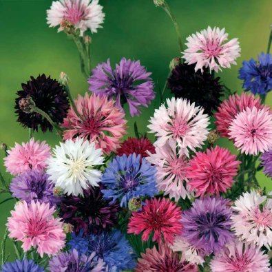 Kornblume Mischung