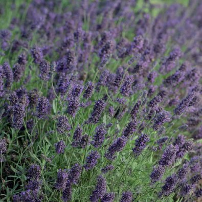 Lavendel