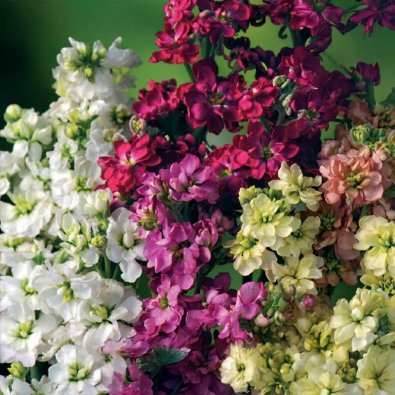 Sommerlevkoje 'Ten Week'