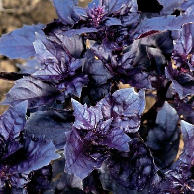 Basilikum 'Round Midnight'