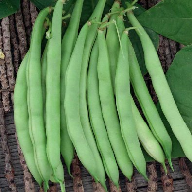 Buschbohne 'Saxa'