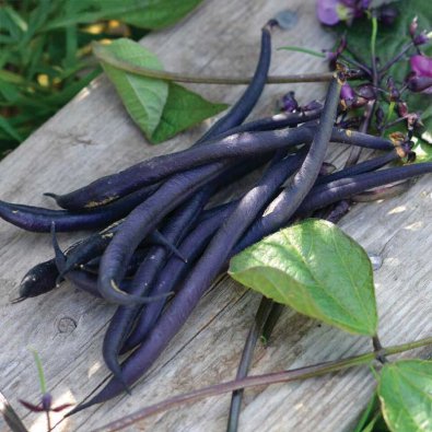 Buschbohne 'Mistik'