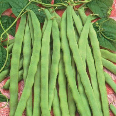 Schnittbohne 'Admires'
