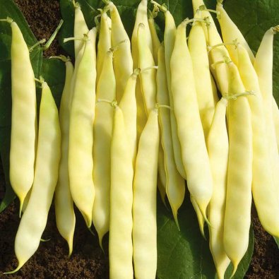 Schnittbohne 'Serpedor'