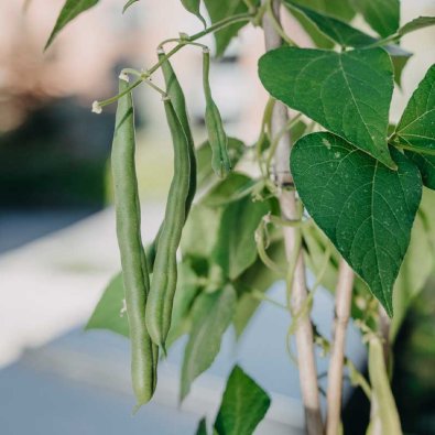 Stangenbohne 'Blue Lake'