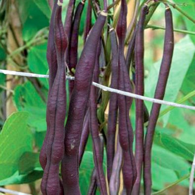 Stangenbohne 'Carminat'