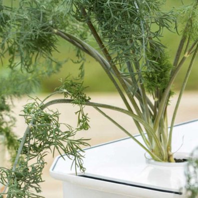 Blattdill 'Thalia' - Harvy