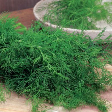 Blattdill 'Gold Crown'