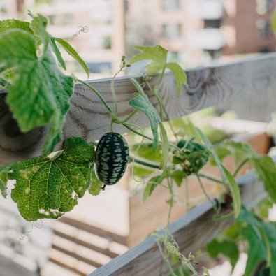 Mexikanische Minigurke