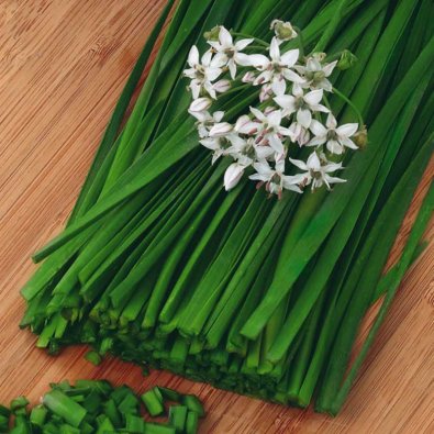 Chinesischer Schnittlauch 'Garlic oriental'