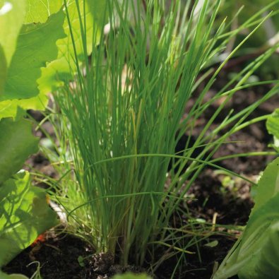 Schnittlauch 'Dolores'