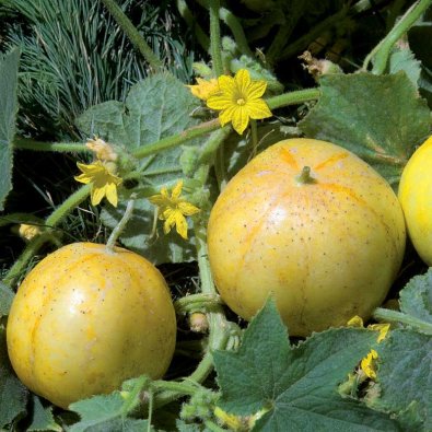 Cucumber Frilands ´Lemon´