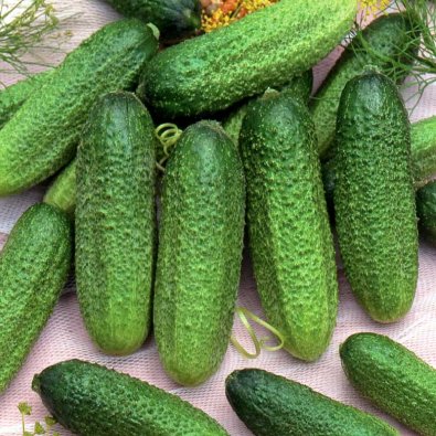 Einlegegurke 'Profi'F1