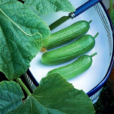 Topfgurke 'Baby' F1
