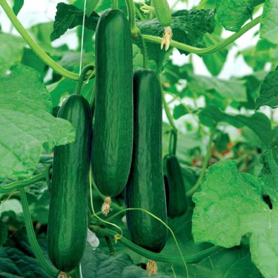 Gurke 'Passandra'F1