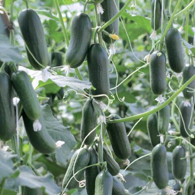 Gurke 'Hopeline' F1