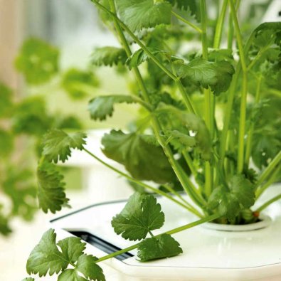 Koriander 'Micro Splits' - Harvy