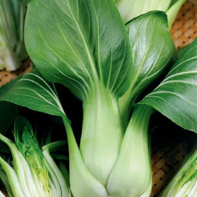 Pak Choi 'Summer Breeze F1'