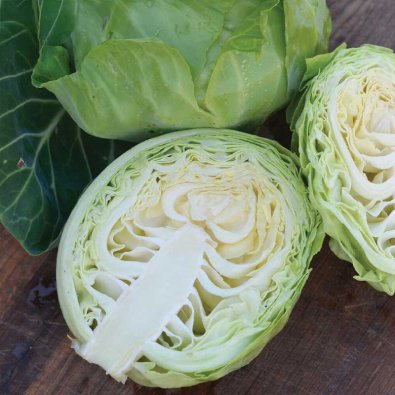 Weißkohl 'Beatrix F1'