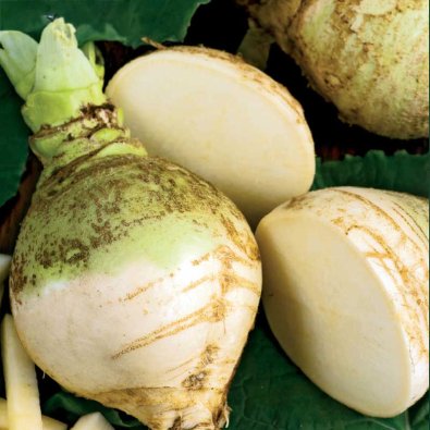 Steckrübe 'Wilhelmsburger'