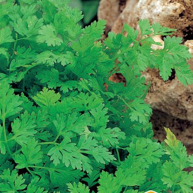 Dänischer Kerbel 'Fijne Krul'