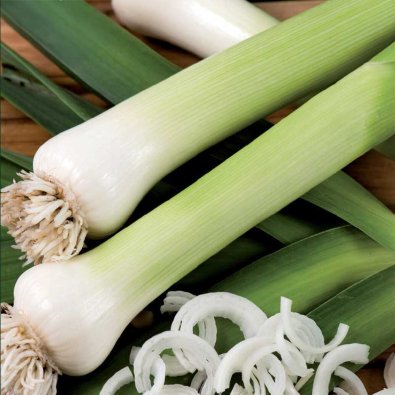 Lauch 'Blaugrüner Winter'