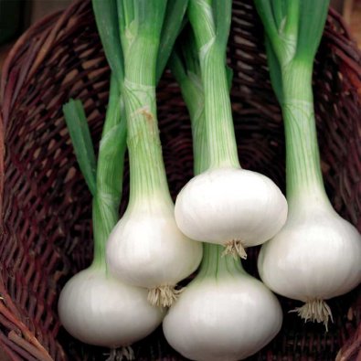 Silberzwiebel 'Pompei'