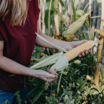 Zuckermais 'Sweet Nugget'F1