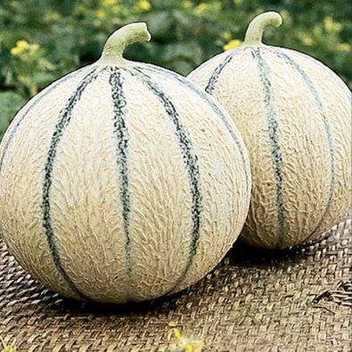 Melone 'Stellio'F1