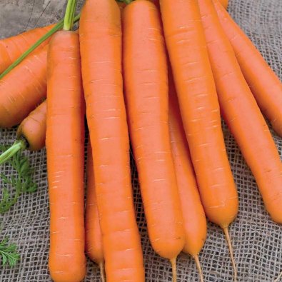 Sommermöhre 'Flyaway F1'