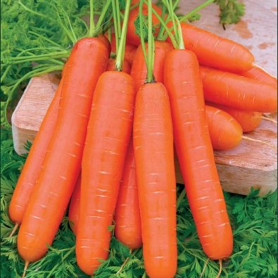 Sommermöhre 'Nantaise 2'