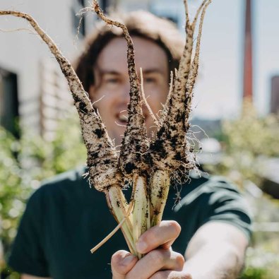 Pastinake 'White Gem'
