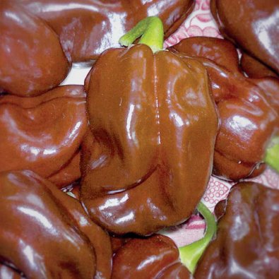 Chili 'Chocolate Scotch Bonnet'