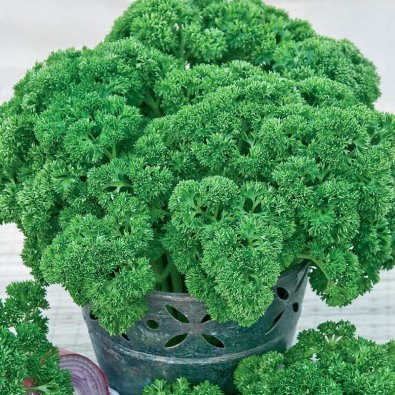 Blattpetersilie 'Grüne Perle'