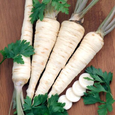 Wurzelpetersilie 'Halblange'