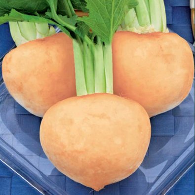 Speiserübe 'Golden Ball'