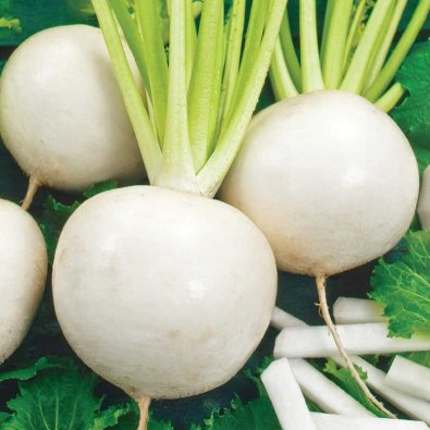 Speiserübe 'Snowball'