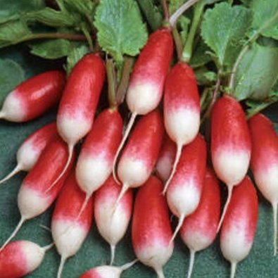 Radieschen 'French Breakfast 3'