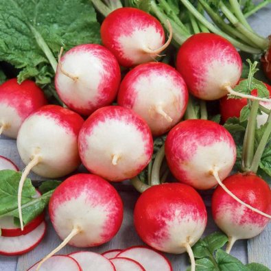 Radieschen 'National 2'
