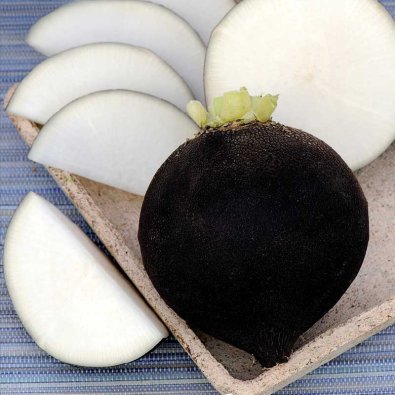 Schwarzer Rettich 'Ronde Zwarte'