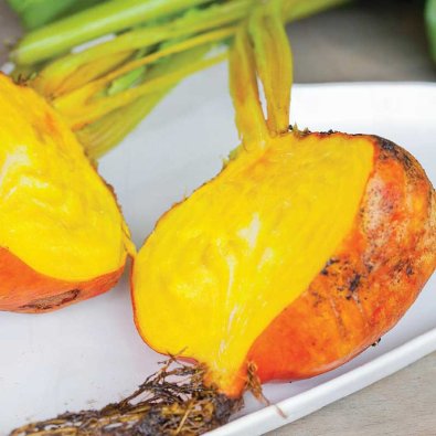 Rote Bete 'Burpees Golden'
