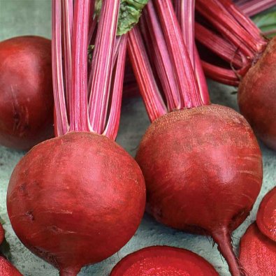 Rote Bete 'Detroit 2'