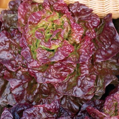 Kopfsalat 'Merville des quatre saisons'